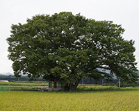 symbol_tree.png
