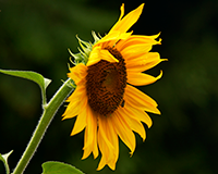 symbol_flower.png